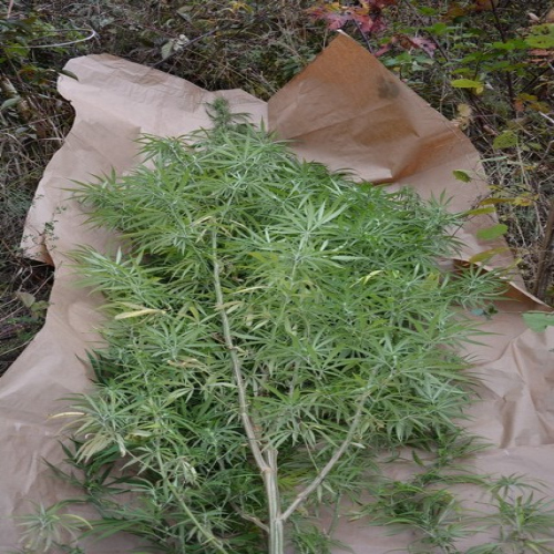 ritesic-marihuana-04