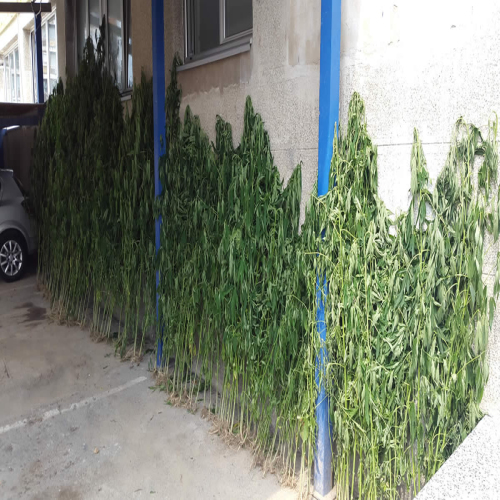 marihuana-117-stabljika-doboj-2015-01