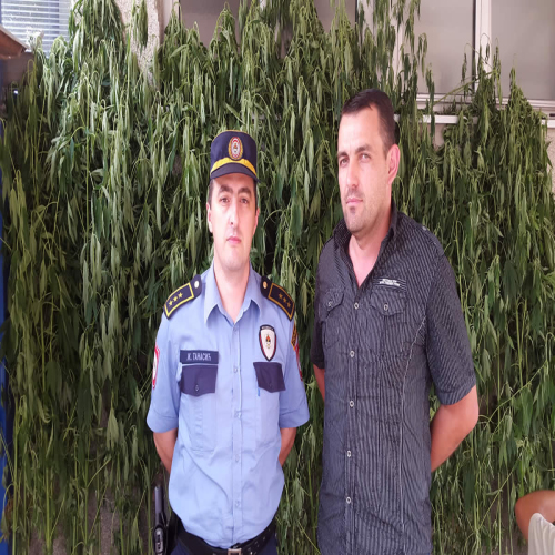 marihuana-117-stabljika-doboj-2015-02