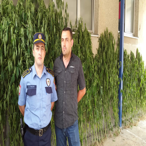 marihuana-117-stabljika-doboj-2015-03