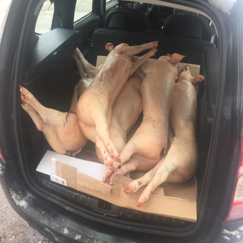 pecenice-snsd-2017-07