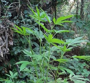 DOBOJ: Pronađen zasad sa „Indijskom konopljom“