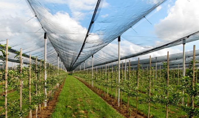 OČEKUJE SE NEVRIJEME, UPOZORENJE POLJOPRIVREDNICIMA: Razvucite protivgradne mreže