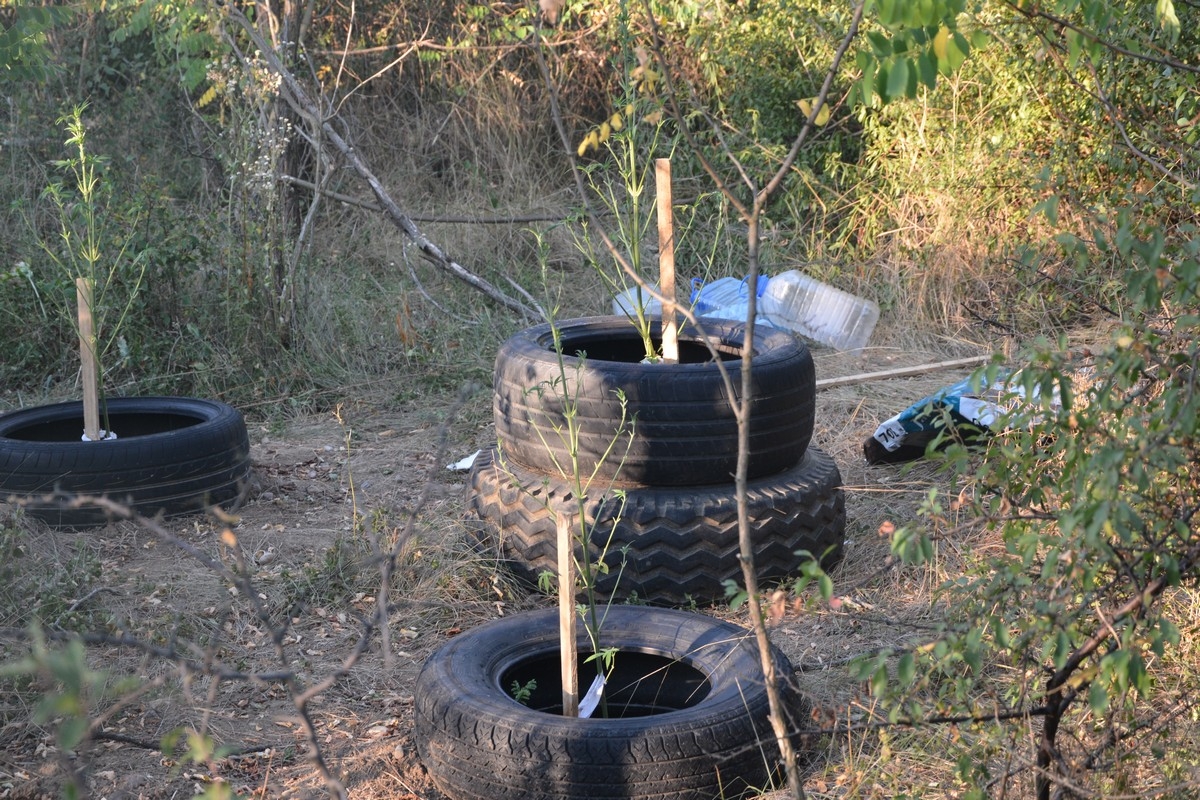 DOBOJ: Na licu mjesta zatečena lica koja su zasadila i uzgojila indijsku konoplju