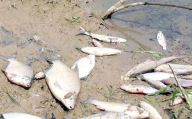 DOBOJ: Otrovne materije plivaju rijekom