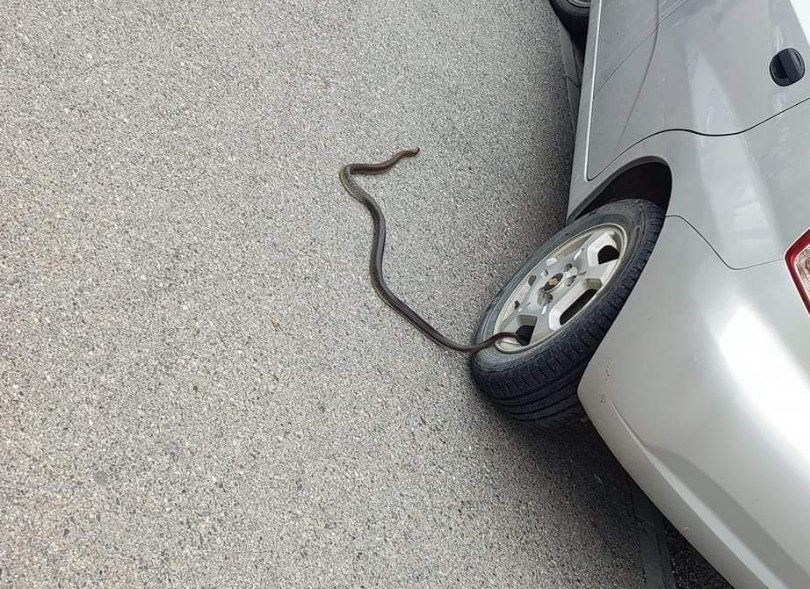 DOBOJ: Grad sve prljaviji, pojavljuju se glodari i predatori (FOTO)