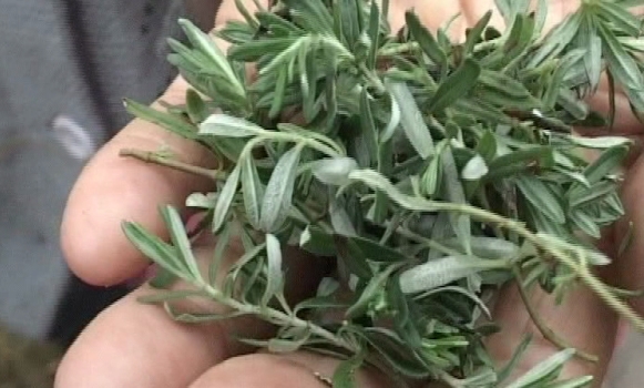 DOBOJ: Berači u pohodu na ljekovitu travu (VIDEO)