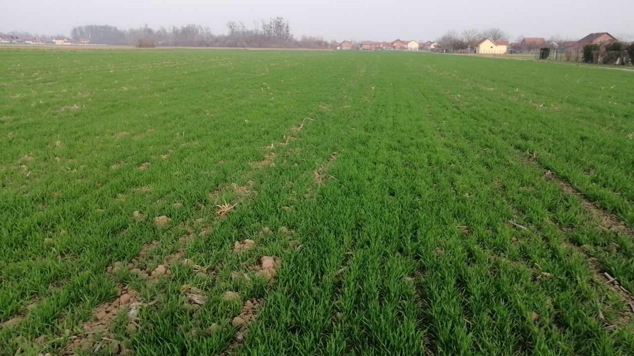 "Došli u situaciju da je jedna pekarska kifla od 2gr jednaka cijeni kilograma pšenice"