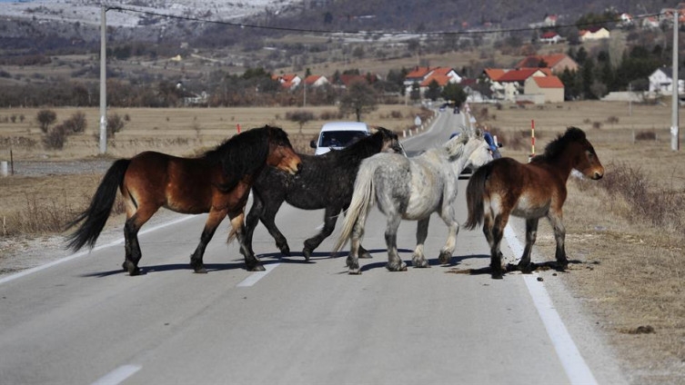 PUTEVI: Divlji konji na kolovozu preko prevoja Borova Glava