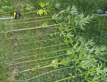 DOBOJ: Pronađen zasad i sjemenke indijske konoplje