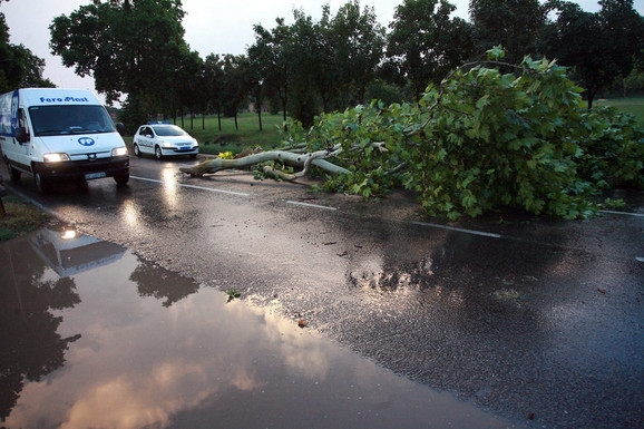 PUTEVI: Mogući povremeni udari vjetra i oboreno drveće na kolovozu