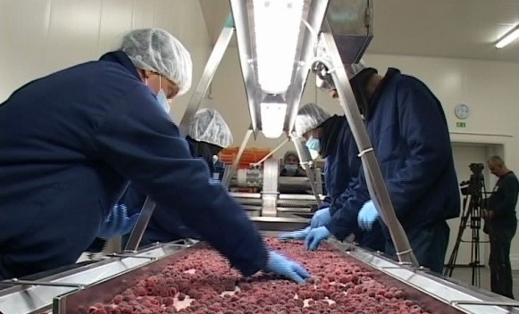 DOBOJ: Uskoro lider u proizvodnji malina (VIDEO)