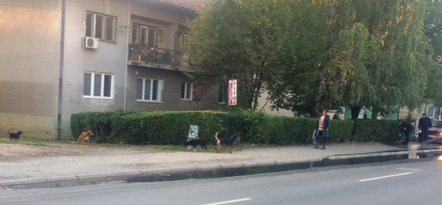 GRAĐANI OGORČENI ZBOG SVE VEĆEG BROJA PASA LUTALICA NA ULICAMA Lutalice u vozu dovoze u Doboj