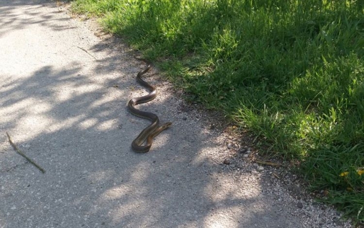 DOBOJ: Od početka godine zabilježena tri zmijska ujeda (VIDEO)