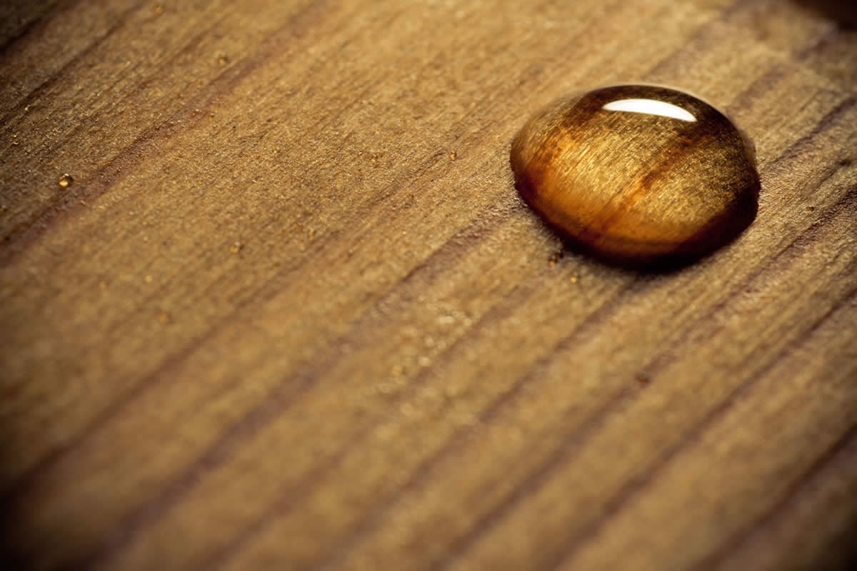 DUGA IDEAL: Drvo - dar prirode – zaštitimo ga (FOTO)