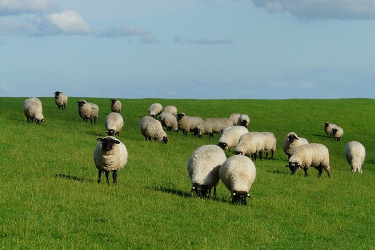 DOBOJ: Ukradeno pet ovaca iz drvenog obora