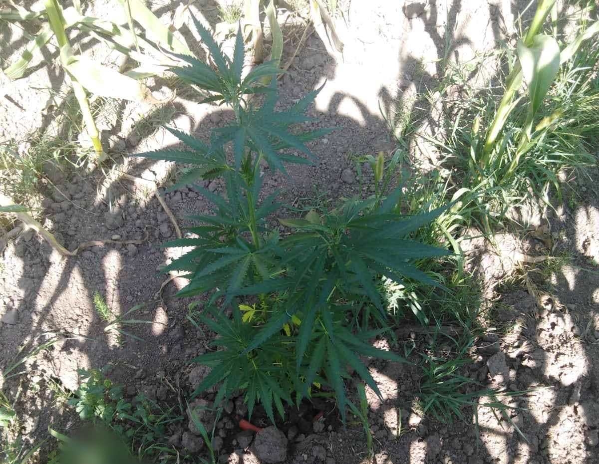 DOBOJ: Uhapšen dok je zalijevao "travu" (FOTO)