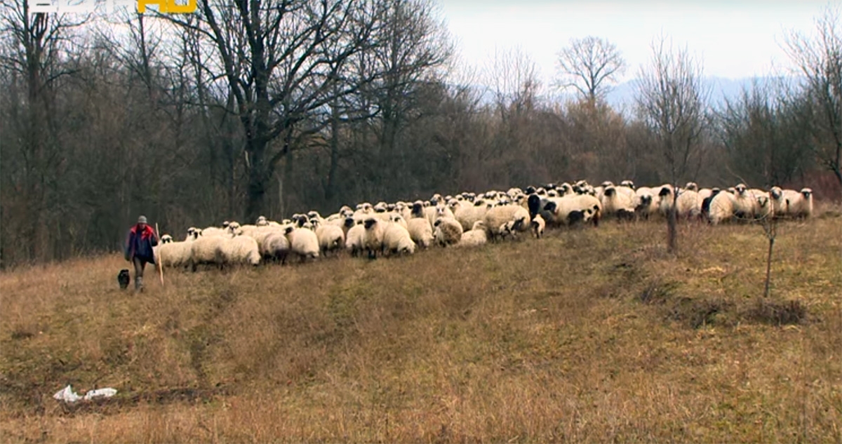 DOBOJ: Kafa u 5 - čoban iz Travnika (VIDEO)