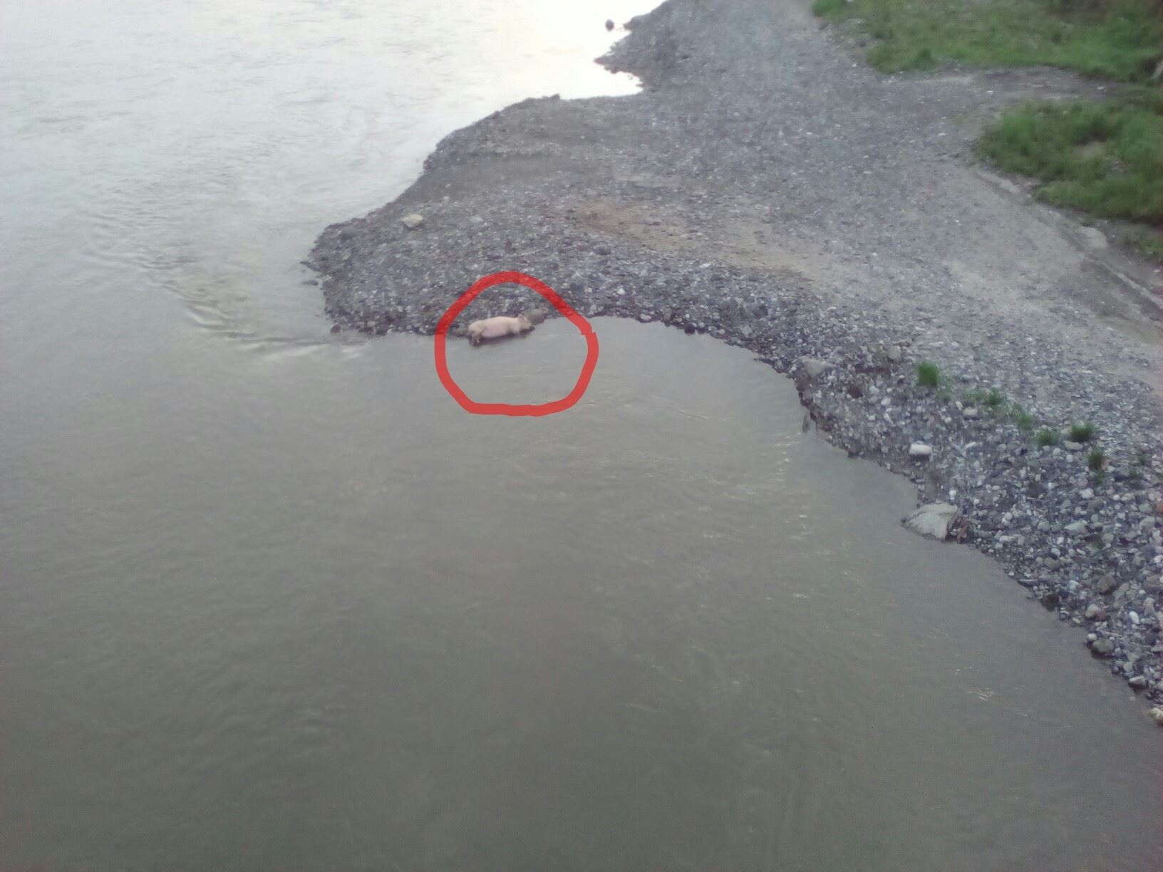 OKOM KAMERE: Doplutala lešina svinje do gradskog mosta