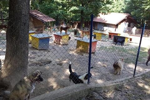 DOBOJ: Smanjen broj lutalica - velika pomoć volontera (FOTO)