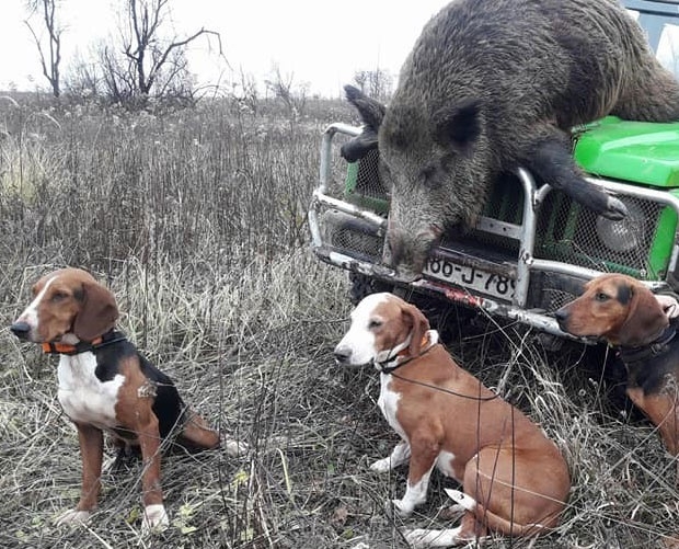 DOBOJ: Vanredni odstrel divljih svinja!