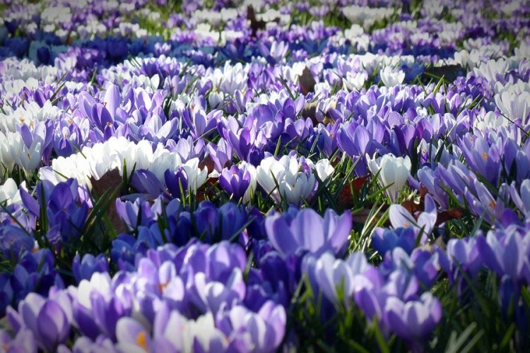 Danas počinje proljeće