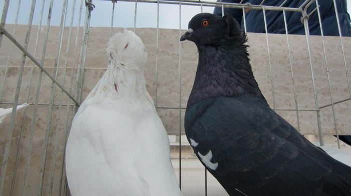 DOBOJ: XV izložba golubova i patuljaste peradi u Miljkovcu