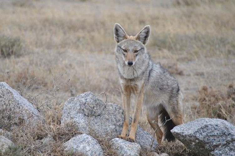 DOBOJ: Za odstrel šakala i novčana nagrada