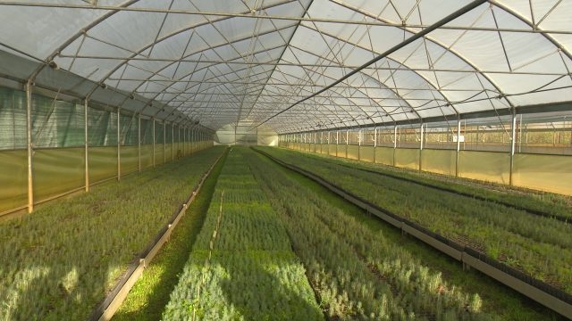 DOBOJ: U Centru za sjemensko-rasadničku proizvodnju u Stanovima u toku distribucija sadnica (VIDEO)