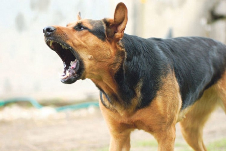 PETROVO: Pas napao dvije osobe