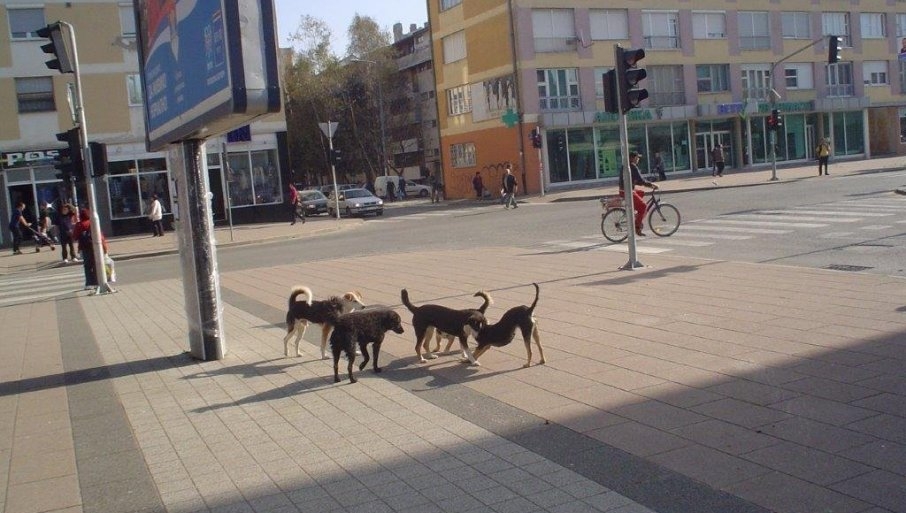 LUTALICE PRAZNE GRADSKU KASU: Grad Doboj tužen u pet predmeta u kojima građani traže odštetu zbog ugriza pasa