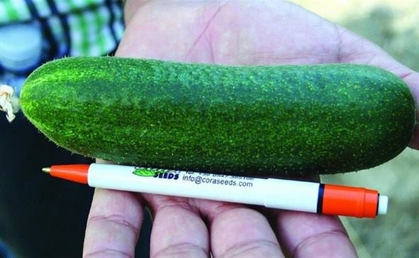 STRUČNA PREZENTACIJA PROIZVODA „AGROME“ I „NOVOPROMA“: Sve više interesenata za „kornišone“