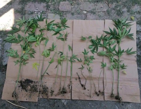 DOBOJ: U dvorištu kuće u Kotorskom pronađena plantaža marihuane (FOTO)