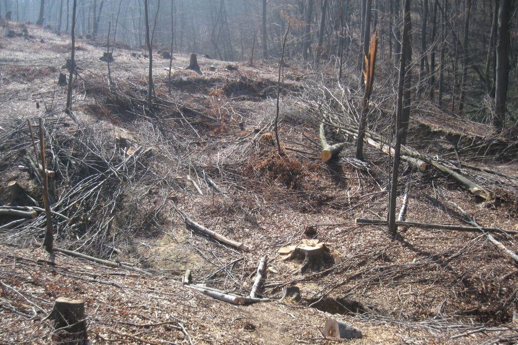DOBOJ: Bespravna sječa šume