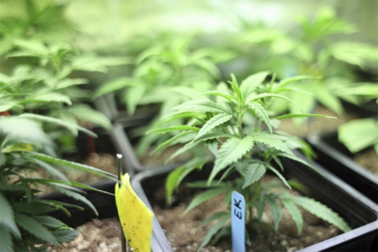 DOBOJ: U kući uzgajao marihuanu