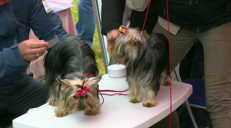 DOBOJ: Izložba pasa (FOTO)