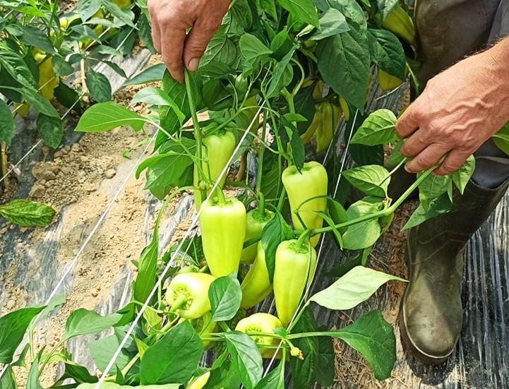 DOBOJ: Korpa zdravlja na gradskoj pijaci (FOTO)