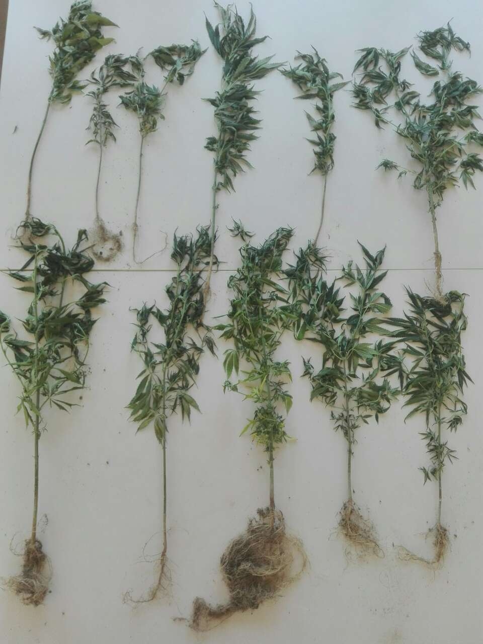 DOBOJ: Pronađen i uništen zasad indijske konoplje