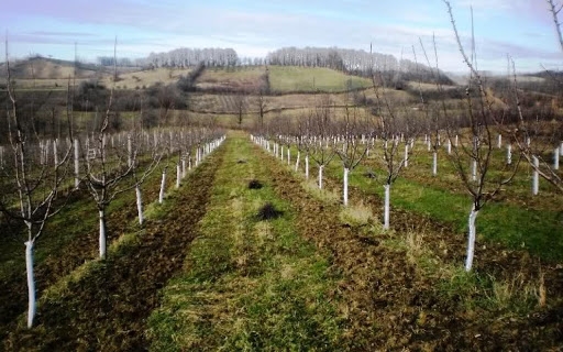 OBAVJEŠTENJE ZA VOĆARE: Implementacija IFAD projekta sadnje šljive i kruške