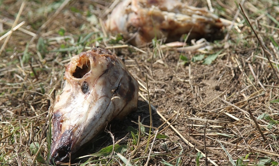 SVIJET SE VRTI OKO RAŽNJA: Narod to voli! "Jagnjeći i praseći fond" je slika društva u kom živimo
