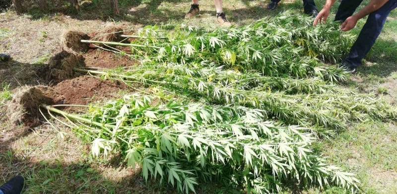 DOBOJ: Pronađen još jedan zasad sa „Indijskom konopljom“