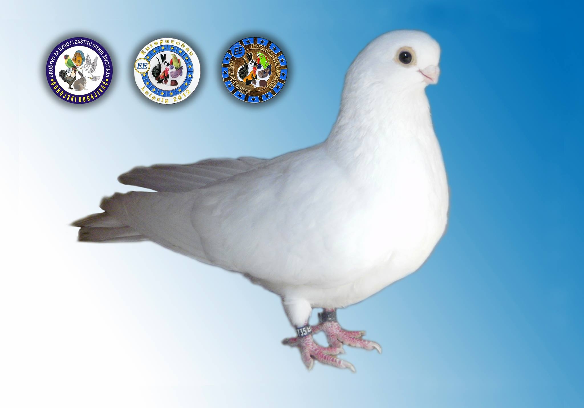 DOBOJ: “Dobojski odgajivač” brani titulu evropskog šampiona