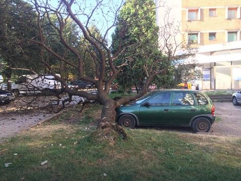 DOBOJ: Koja je verovatnoća da će se ovo desiti, iz čista mira drvo palo na automobil
