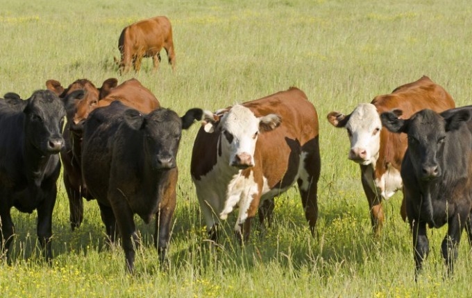 IDE BUDALETINA DA, JADAN, I TELAD UBEDI Šta je ovo, vidi vraga, isto sprijeda ko i straga!