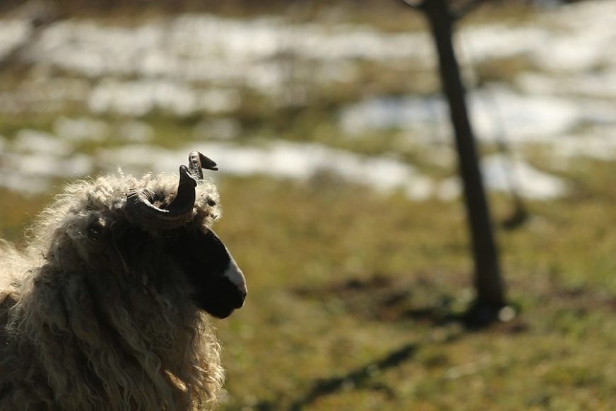 DOBOJ: Nakon izlaska iz pritvora prevarant ponovo u akciji