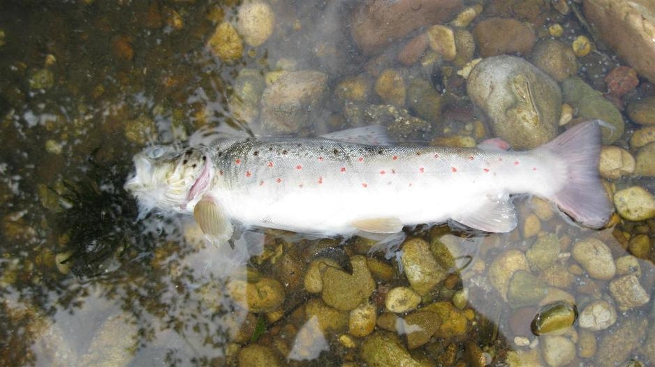 Zbog niskog vodostaja pomor ribe u rijeci Bosni, slična situacija i u drugim rijekama