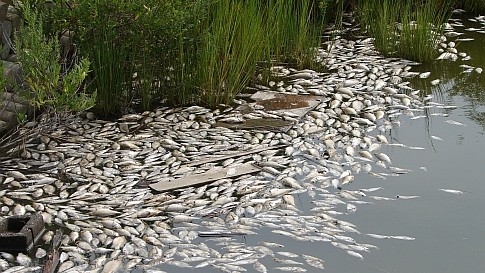 DOBOJSKI INFO NAJAVLJUJE: Protesti Sportsko ribolovnog Udruženja “Bosna”