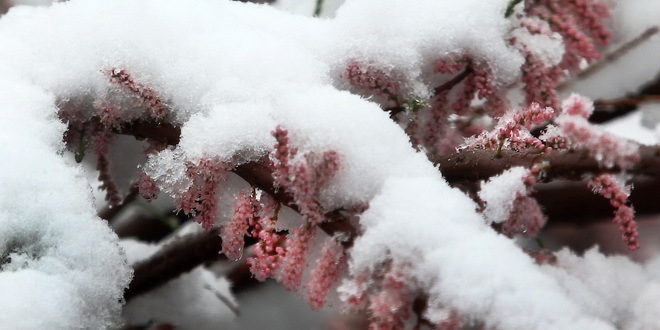 DOBOJ: Niska temperatura neće pogodovati voću