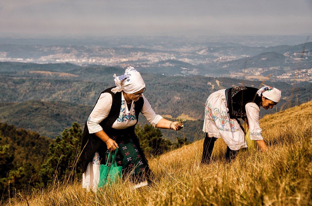 DOBOJ: I stanište trave ive pod zaštitom (VIDEO)