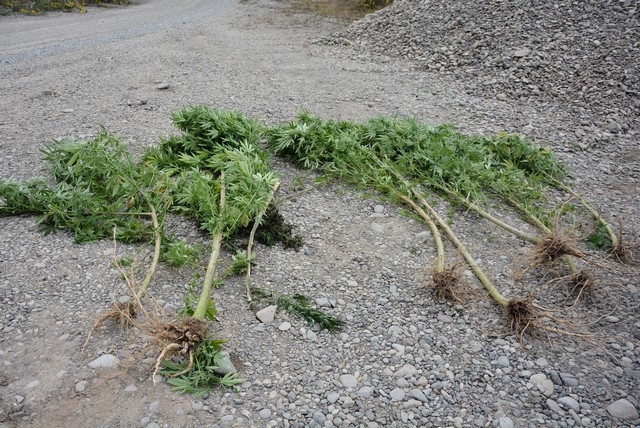 DOBOJ: Pronađeni zasadi indijske konoplje u Bušletiću (FOTO)